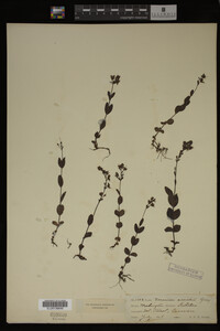 Veronica cusickii image