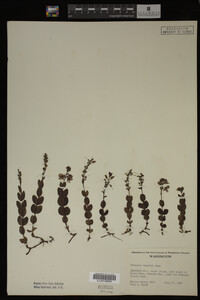 Veronica cusickii image