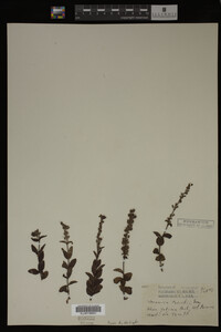 Veronica cusickii image