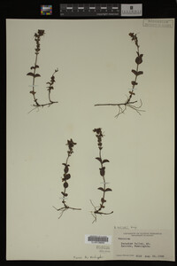 Image Associated With the Occurrence