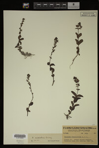 Veronica cusickii image