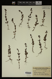 Veronica cusickii image