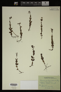 Veronica cusickii image