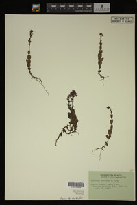 Veronica cusickii image