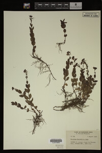 Veronica cusickii image
