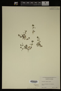 Veronica didyma image