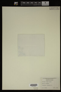 Veronica didyma image
