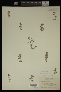Veronica didyma image