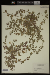 Veronica didyma image