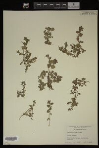 Veronica didyma image