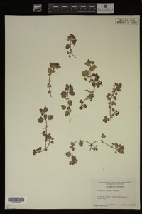 Veronica didyma image