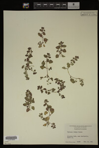 Veronica didyma image