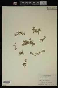 Veronica didyma image
