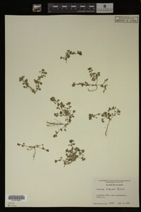 Veronica didyma image