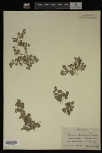 Veronica didyma image