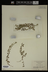 Veronica didyma image