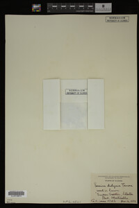 Veronica didyma image