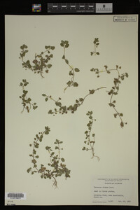 Veronica didyma image