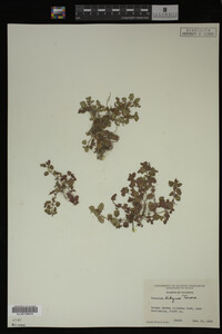 Veronica didyma image