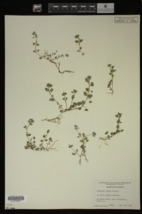Veronica didyma image