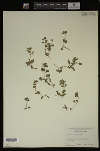 Veronica didyma image