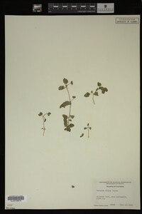 Veronica didyma image