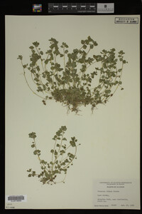 Veronica didyma image