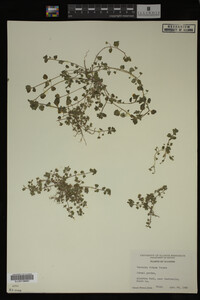 Veronica didyma image