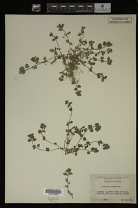 Veronica didyma image