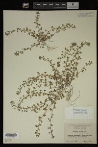 Veronica didyma image