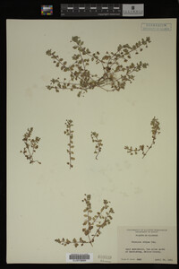 Veronica didyma image