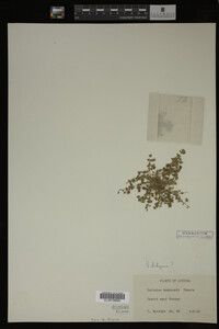 Veronica didyma image