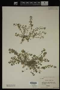 Veronica didyma image