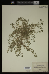 Veronica didyma image