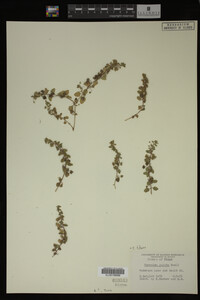 Veronica didyma image