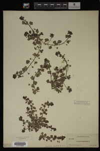 Veronica hederifolia image