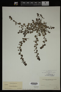 Veronica hederifolia image