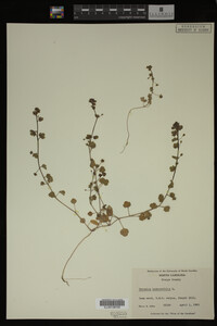 Veronica hederifolia image