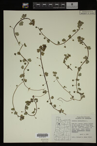 Veronica hederifolia image