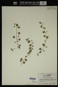 Veronica hederifolia image
