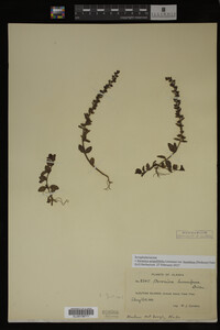 Image Associated With the Occurrence