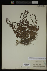 Image Associated With the Occurrence