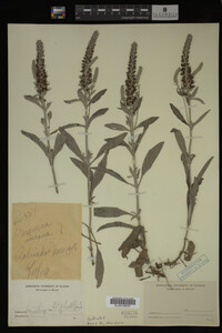 Image Associated With the Occurrence