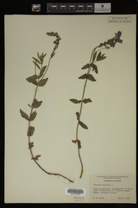 Image Associated With the Occurrence