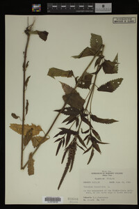 Image Associated With the Occurrence