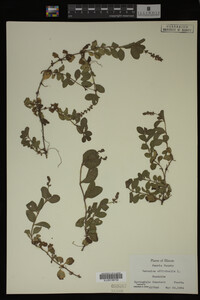 Veronica officinalis image