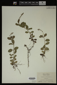 Veronica officinalis image