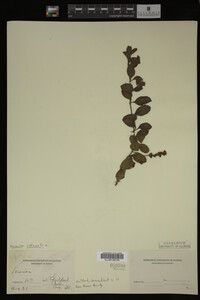 Veronica officinalis image