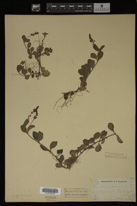 Veronica officinalis image