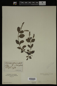 Veronica officinalis image